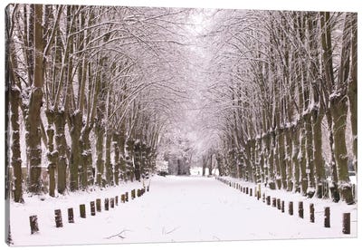 Winter's Aisle Canvas Art Print - Snowscape Art