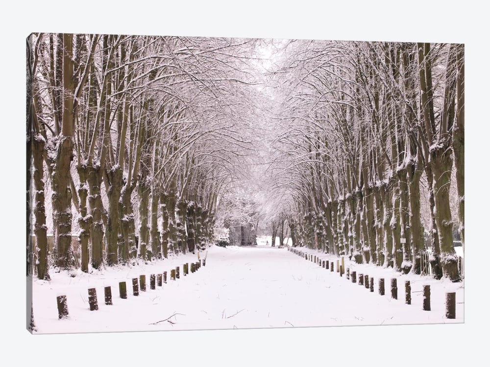Winter's Aisle by Assaf Frank 1-piece Art Print