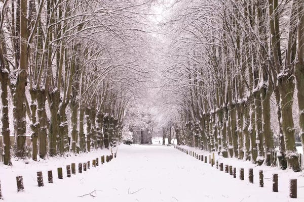 Snow: Winter's Aisle by Assaf Frank