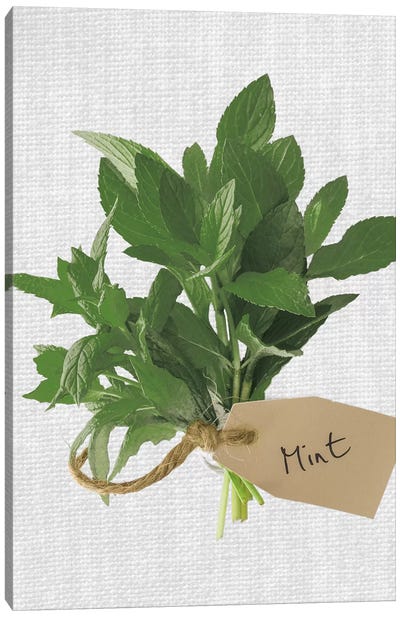 Mint Canvas Art Print - Herb Art