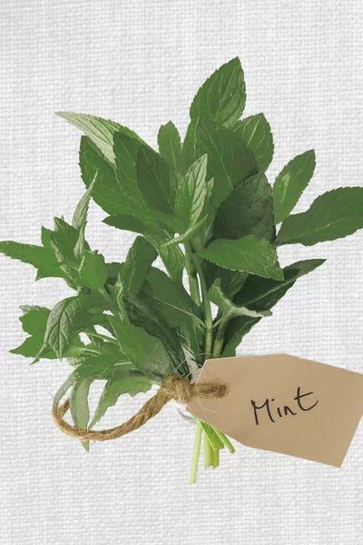 Gardening: Mint by Assaf Frank