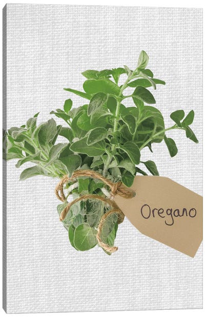 Oregano Canvas Art Print - Herb Art