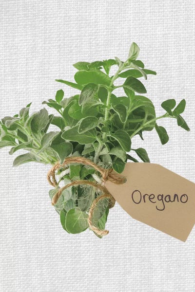Herbs: Oregano by Assaf Frank