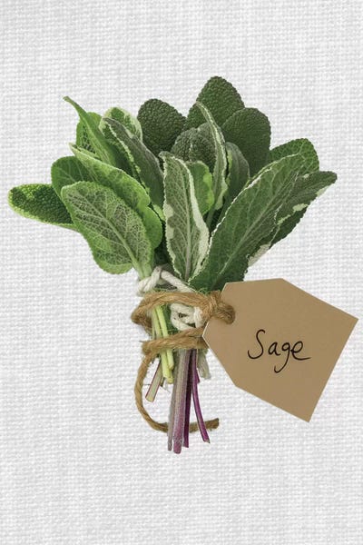 Gardening: Sage by Assaf Frank