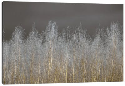 Silver Forest Canvas Art Print - Best Selling Scenic Art