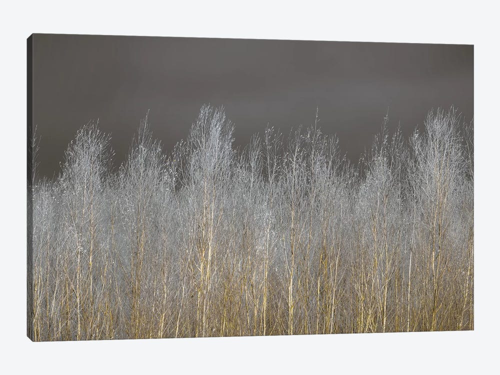 Silver Forest by Assaf Frank 1-piece Canvas Print