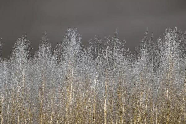 Black & White & Gold: Silver Forest by Assaf Frank