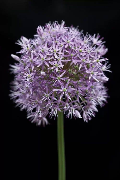 Allium Flower