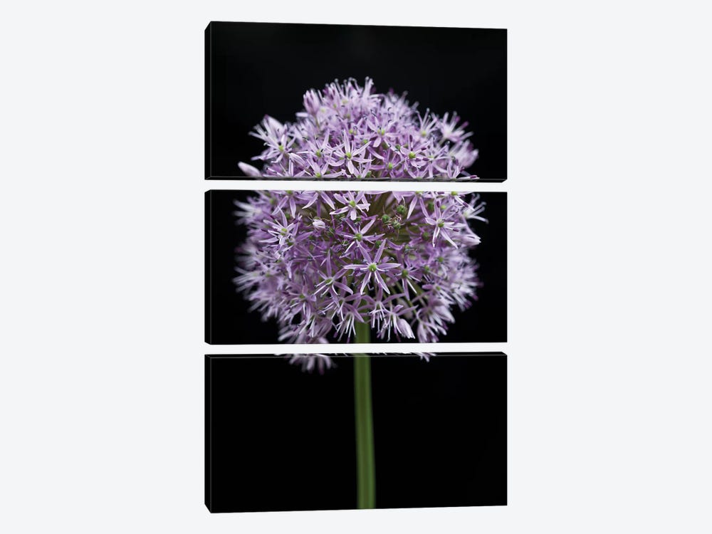 Allium Flower 3-piece Canvas Artwork