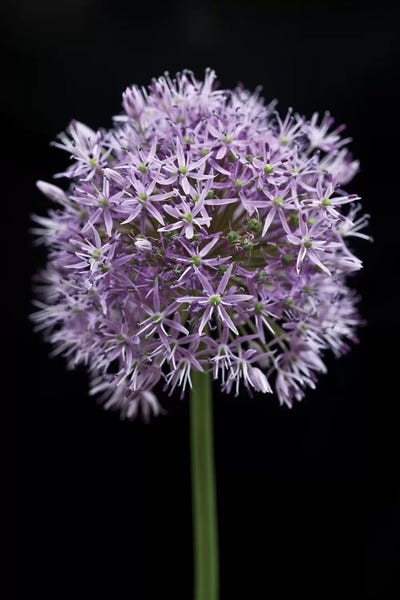 Alliums: Allium Flower by Assaf Frank