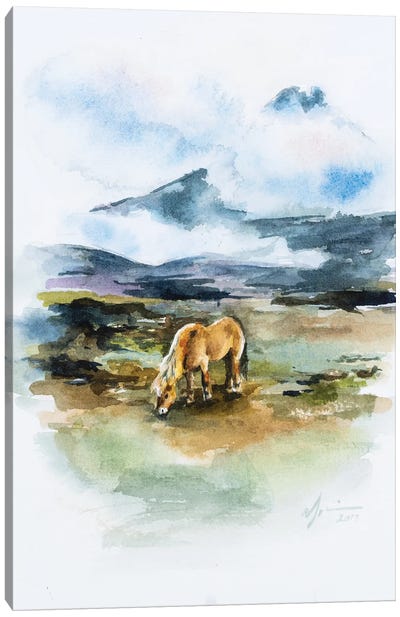 Icelandic Horse Canvas Art Print - Andrea Fairservice