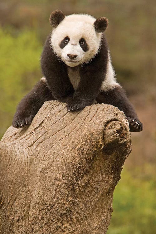 baby panda standing up