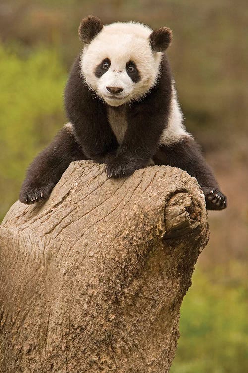 Baby Panda On Top Of Tree Stump, Wolong Panda Reserve, China