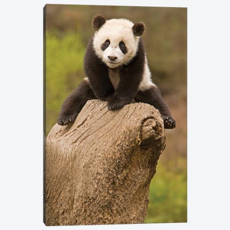 Baby Panda On Top Of Tree Stump, Wolong Panda Reserve, China Canvas Print #AGA1} by Alice Garland Canvas Artwork