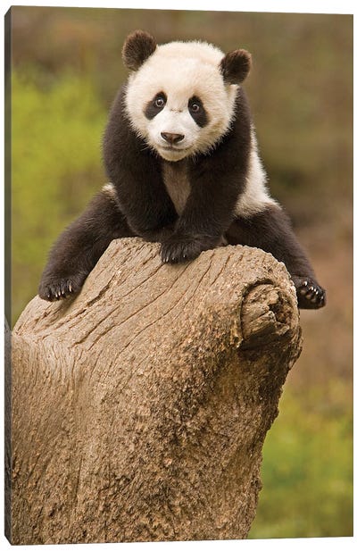 Baby Panda On Top Of Tree Stump, Wolong Panda Reserve, China Canvas Art Print