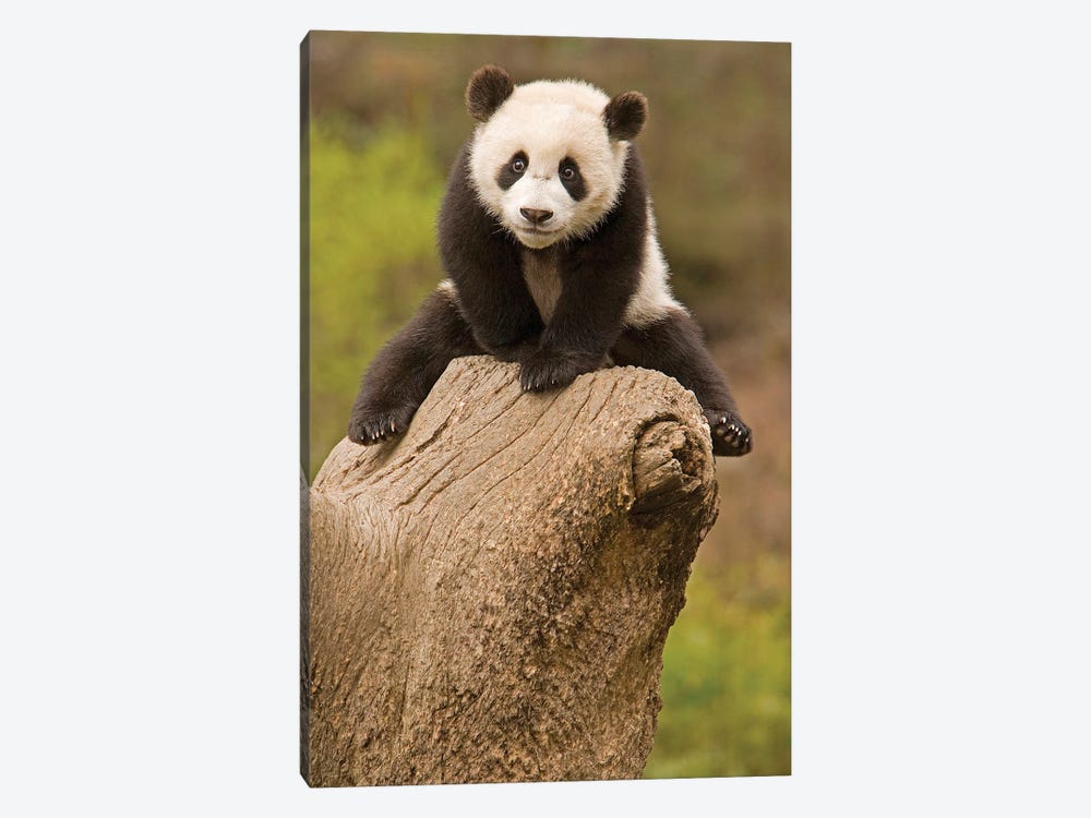 Baby Panda On Top Of Tree Stump, Wolong Panda Reserve, China by Alice Garland 1-piece Canvas Wall Art