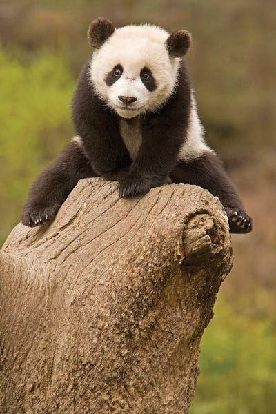 Pandas: Baby Panda On Top Of Tree Stump, Wolong Panda Reserve, China by Alice Garland