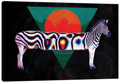 Zebra Canvas Art Print - Ali Gulec