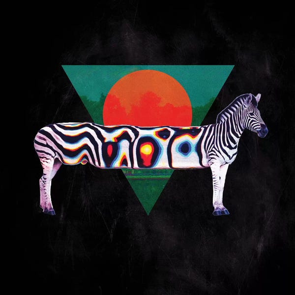 Zebras: Zebra, Square by Ali Gulec