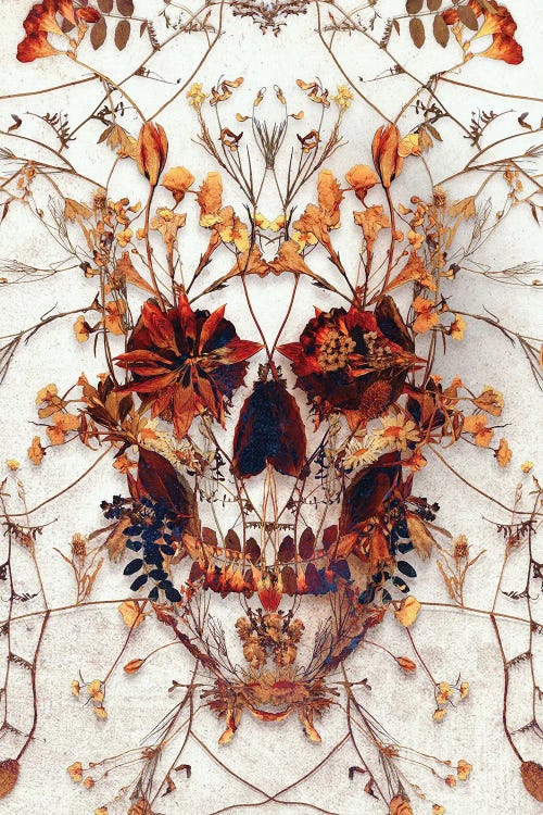 Delicate Skull