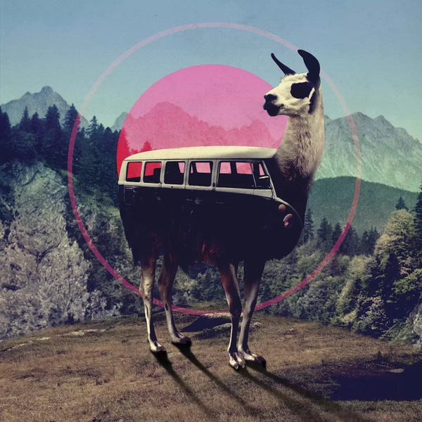 Llamas: Llama by Ali Gulec