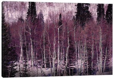 Winter Sciene Canvas Art Print - Angelika Drake
