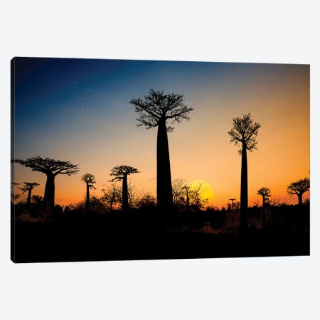 Baobab Trees Madagascar Canvas Print #AGD5} by Angelika Drake Canvas Art