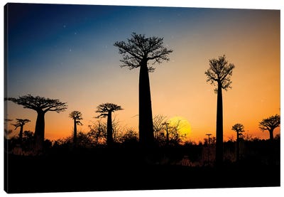 Baobab Trees Madagascar Canvas Art Print - Angelika Drake