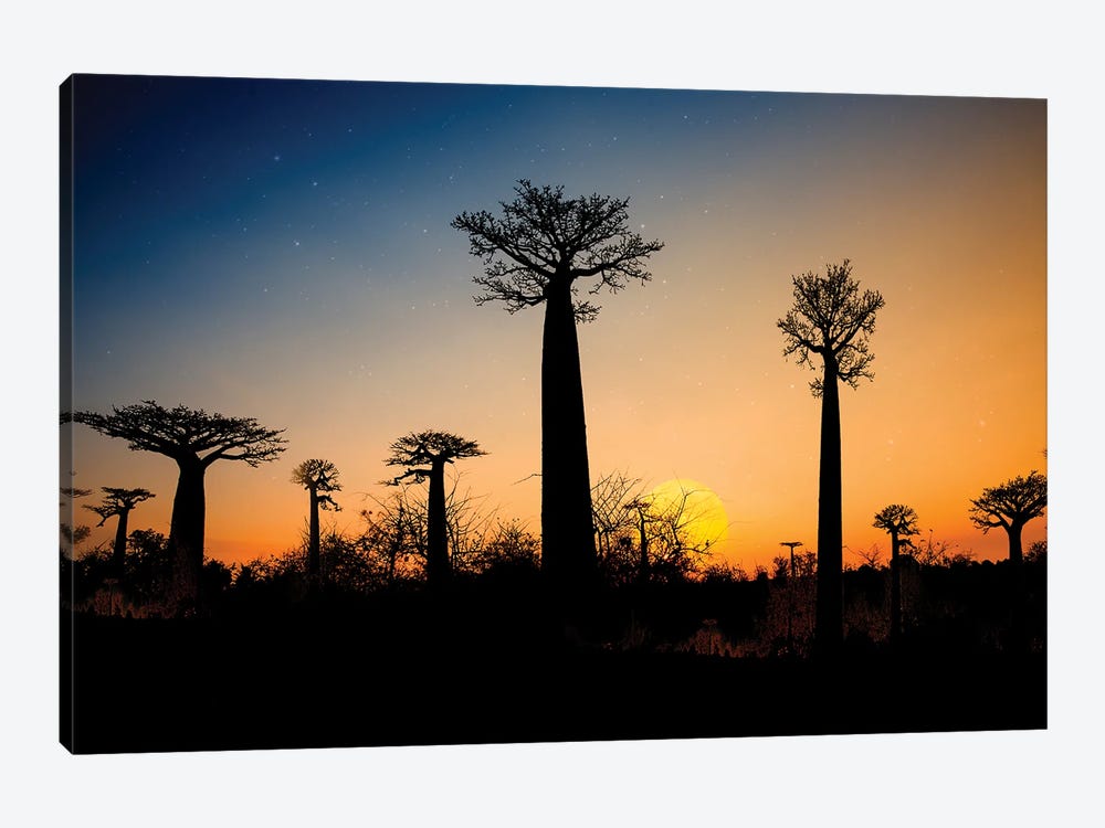 Baobab Trees Madagascar by Angelika Drake 1-piece Canvas Print