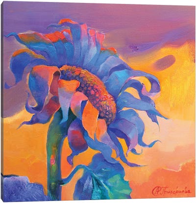Evening With Sunflower Canvas Art Print - Anastasiia Grygorieva