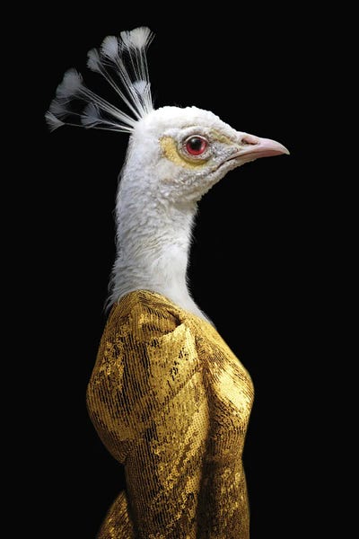 Peacocks: Gwen (Yellow) by Ark & Ghosts