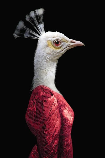 Peacocks: Gwen (Red) by Ark & Ghosts