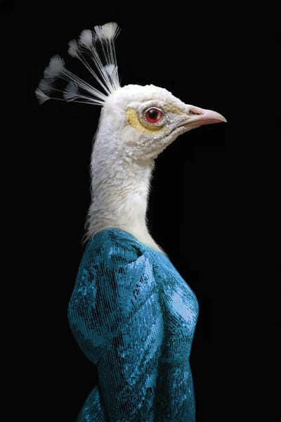 Peacocks: Gwen (Blue) by Ark & Ghosts