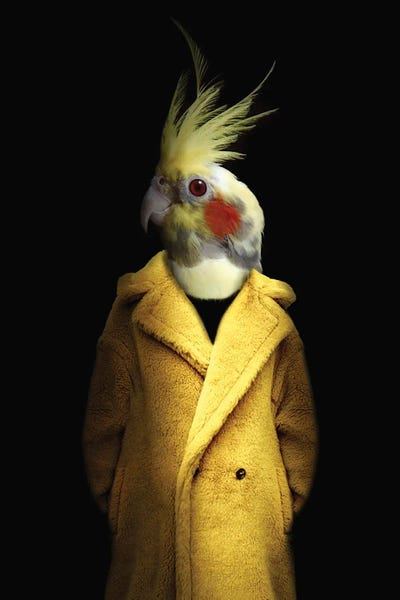 Cockatoos: Melanie by Ark & Ghosts