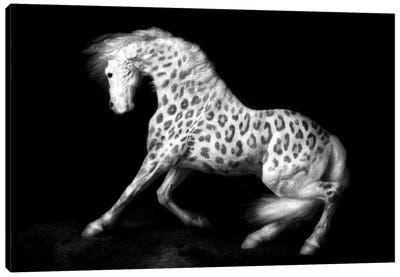 Leopard Horse Canvas Art Print - Ark & Ghosts
