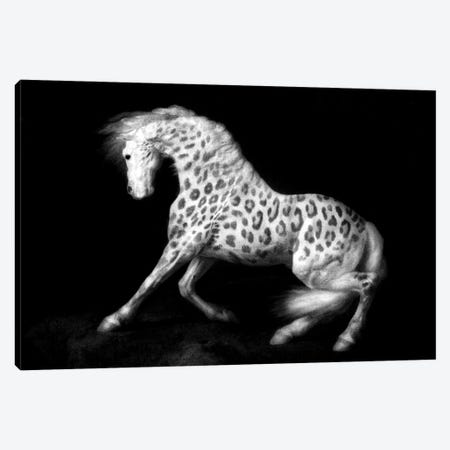 Leopard Horse Canvas Print #AGH8} by Ark & Ghosts Canvas Art Print