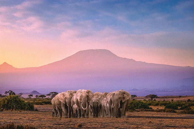 Africa Elephant Herd With Mt Kilimanjaro