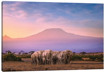 Africa Elephant Herd With Mt Kilimanjaro Canvas Art Print - Tanzania