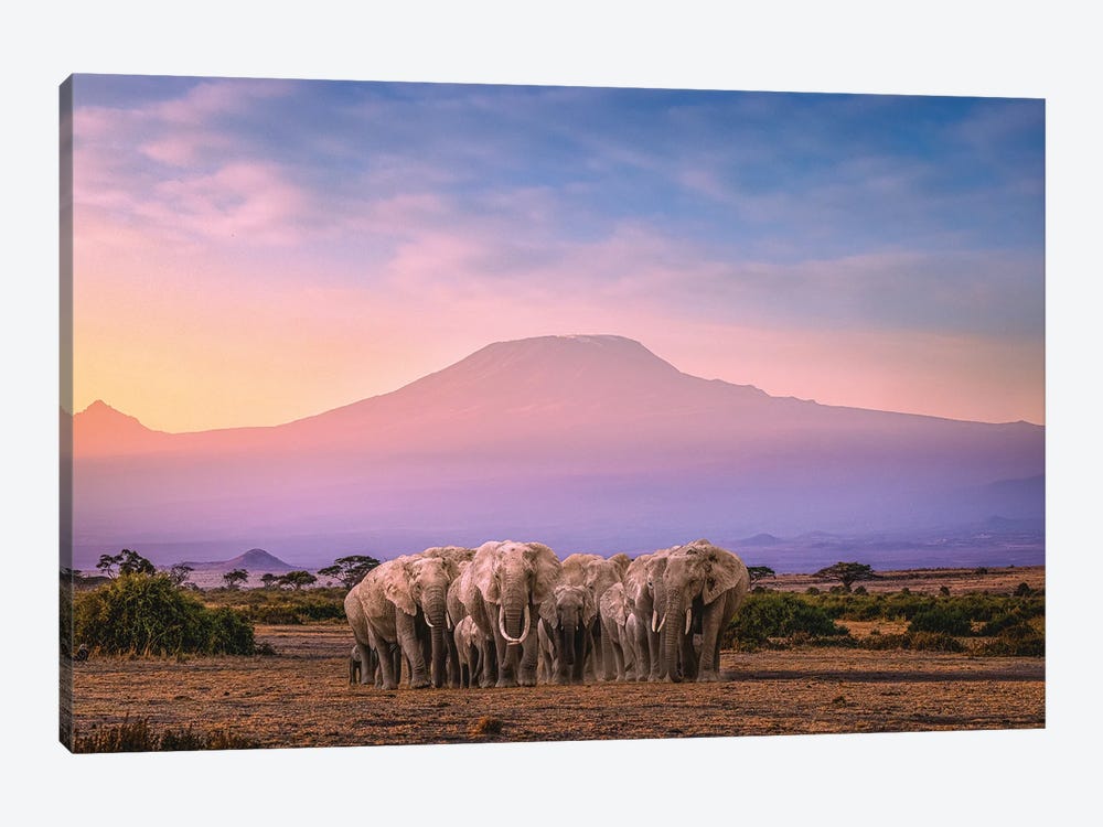 Africa Elephant Herd With Mt Kilimanjaro by Alex G Perez 1-piece Canvas Art Print