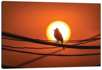 Nepal Bird In Sunset Portrait Canvas Art Print - Alex G Perez