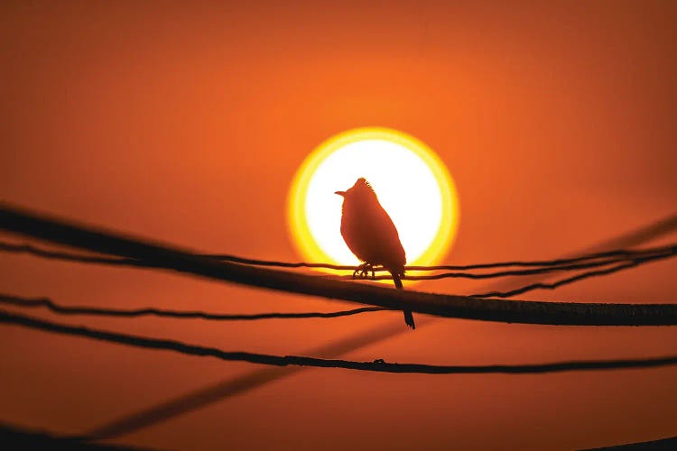 Nepal Bird In Sunset Portrait