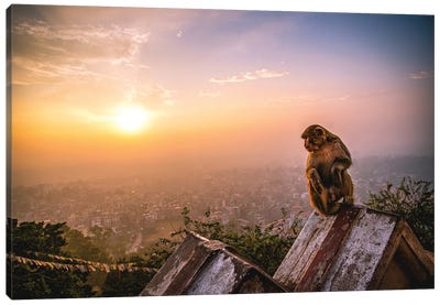 Nepal Temple Sunset Monkey Portrait Canvas Art Print - Monkey Art