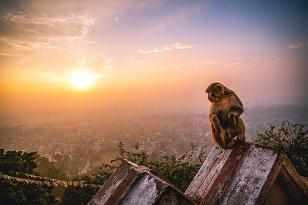 Monkeys: Nepal Temple Sunset Monkey Portrait by Alex G Perez