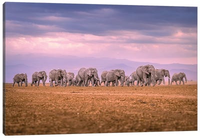 Africa Giant Elephant Herd Portrait II Canvas Art Print - Alex G Perez