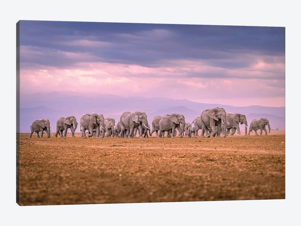Africa Giant Elephant Herd Portrait II by Alex G Perez 1-piece Canvas Print