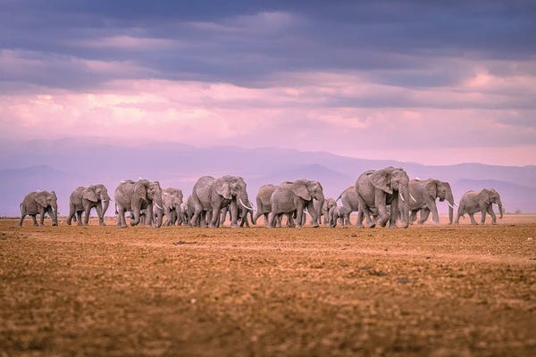 Elephants: Africa Giant Elephant Herd Portrait II by Alex G Perez