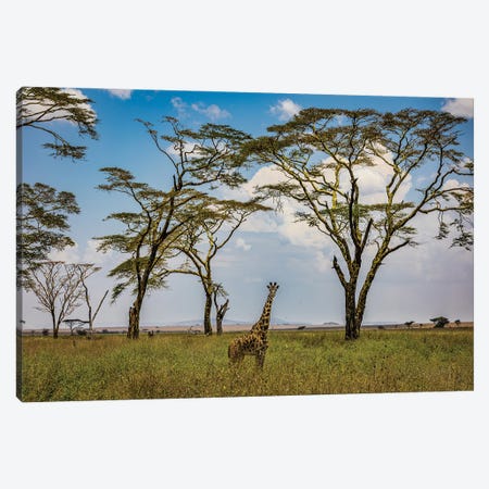 Africa Giraffe I Canvas Print #AGP18} by Alex G Perez Canvas Print