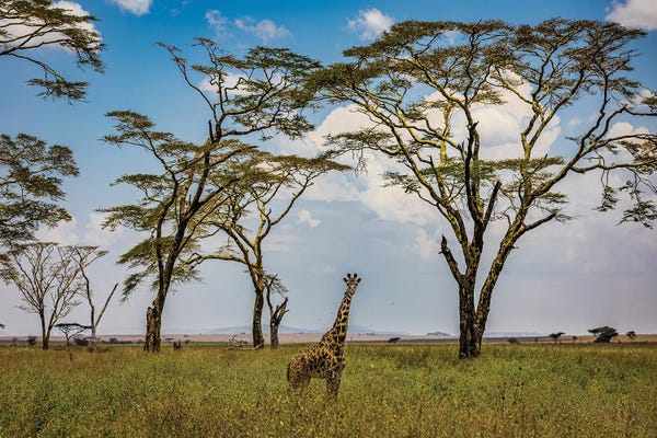 Giraffes: Africa Giraffe I by Alex G Perez