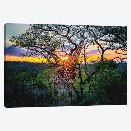 Africa Giraffe Sunset II Canvas Print #AGP21} by Alex G Perez Canvas Art