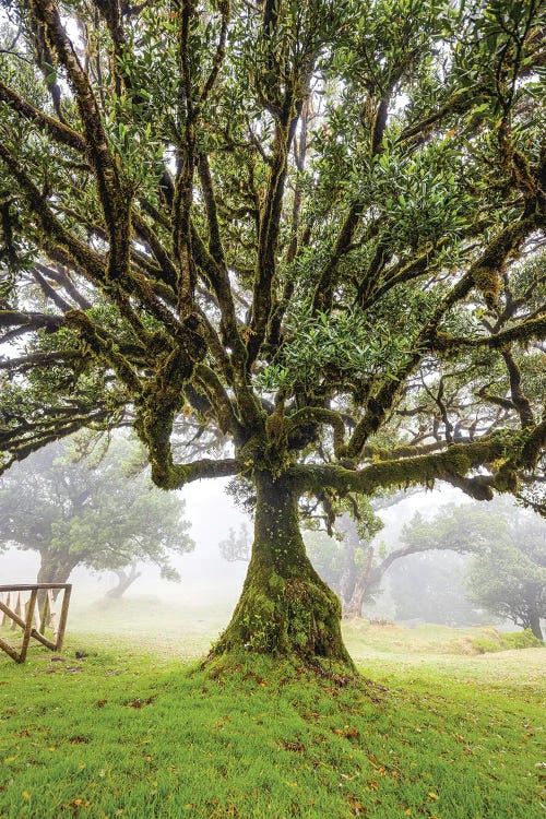 Portugal Madeira Island Posto Florestal Fanal Old Foggy Forest I